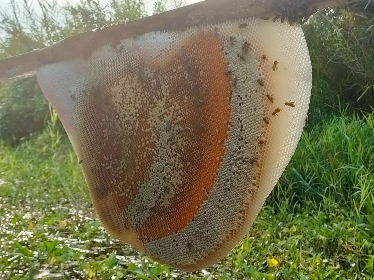 Khám phá đất rừng U Minh