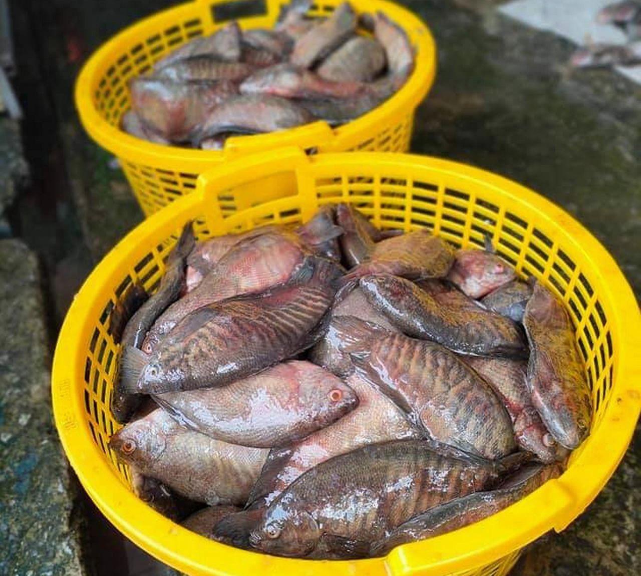 Nâng cao chất lượng thương hiệu cá khô bổi ở Cà Mau