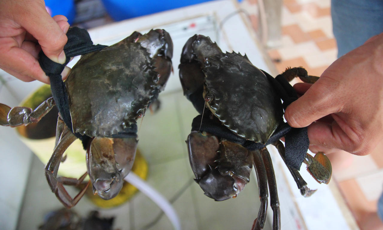 Đưa cua Cà Mau ra thế giới