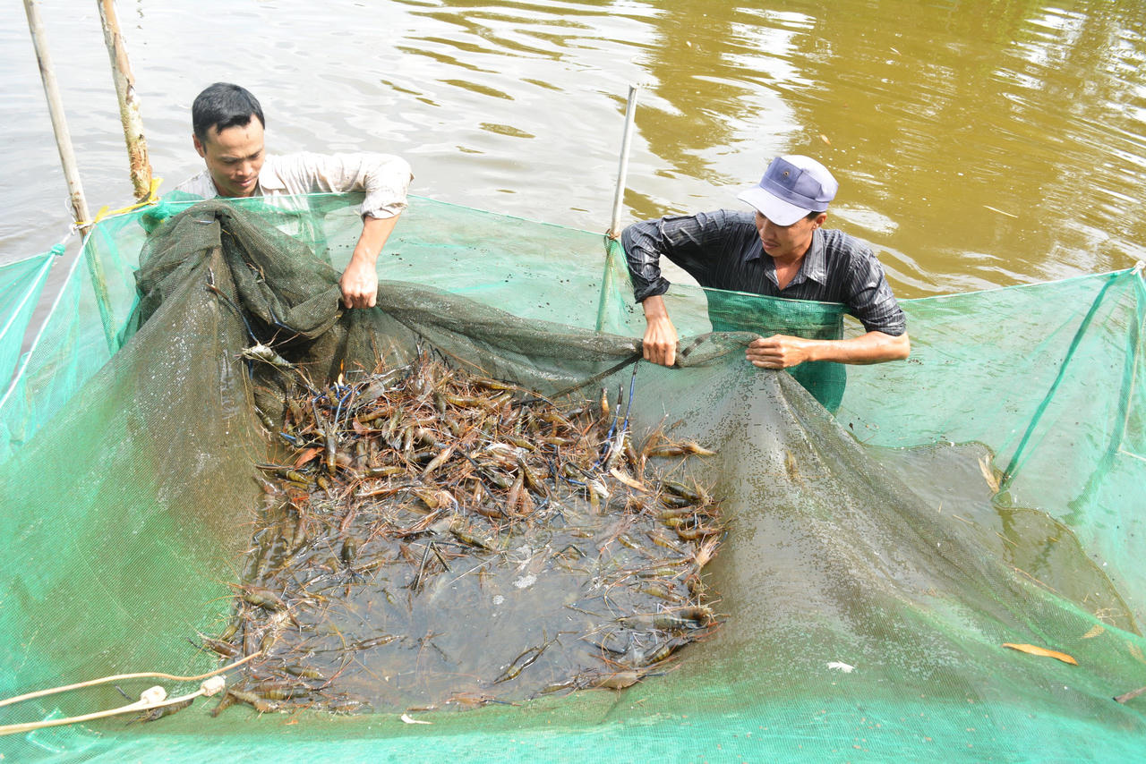 Nâng cao hiệu quả sản xuất của người dân tại vùng bán đảo Cà Mau