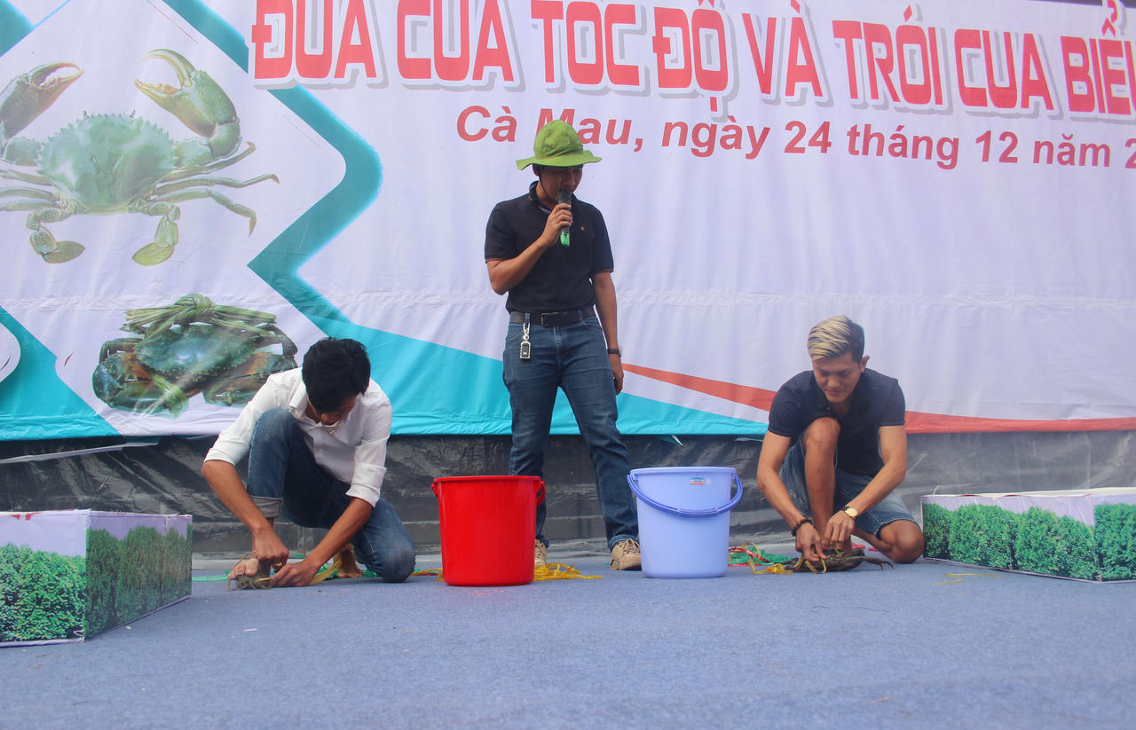 Kịch tính cuộc đua cua tại Cà Mau