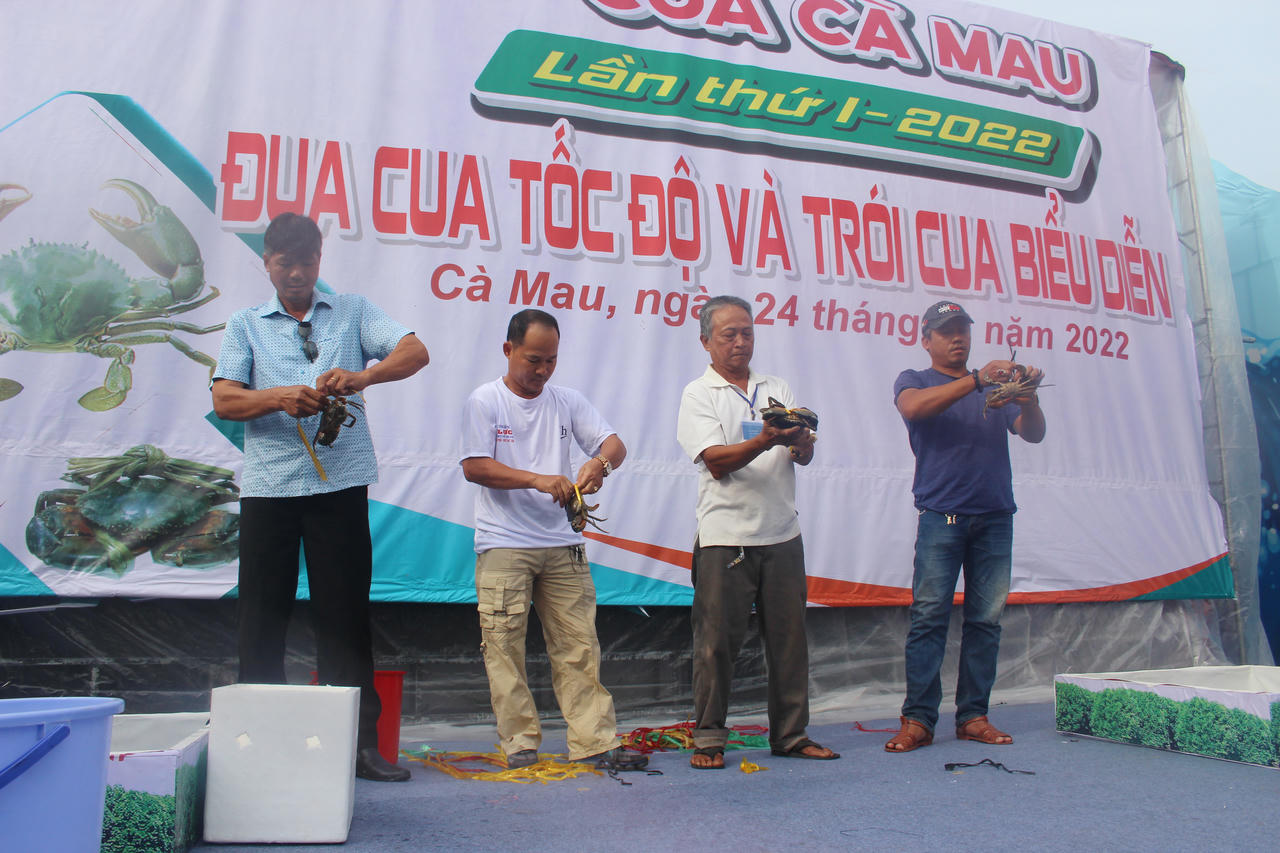 Kịch tính cuộc đua cua tại Cà Mau