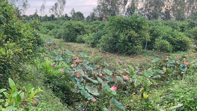 Bắt giữ nghi phạm giết người cướp tài sản tại An Giang