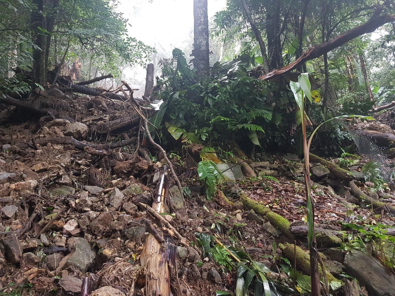 Hơn 1.000 cây sâm quý trên đỉnh Ngọc Linh bị vùi dập