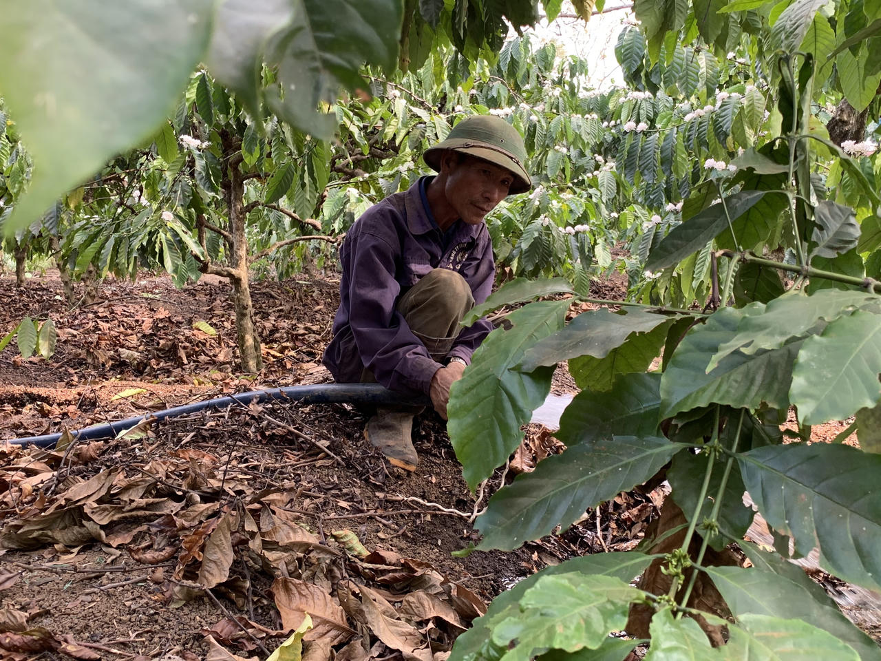 Rộn ràng mùa tưới cà phê ở Tây Nguyên