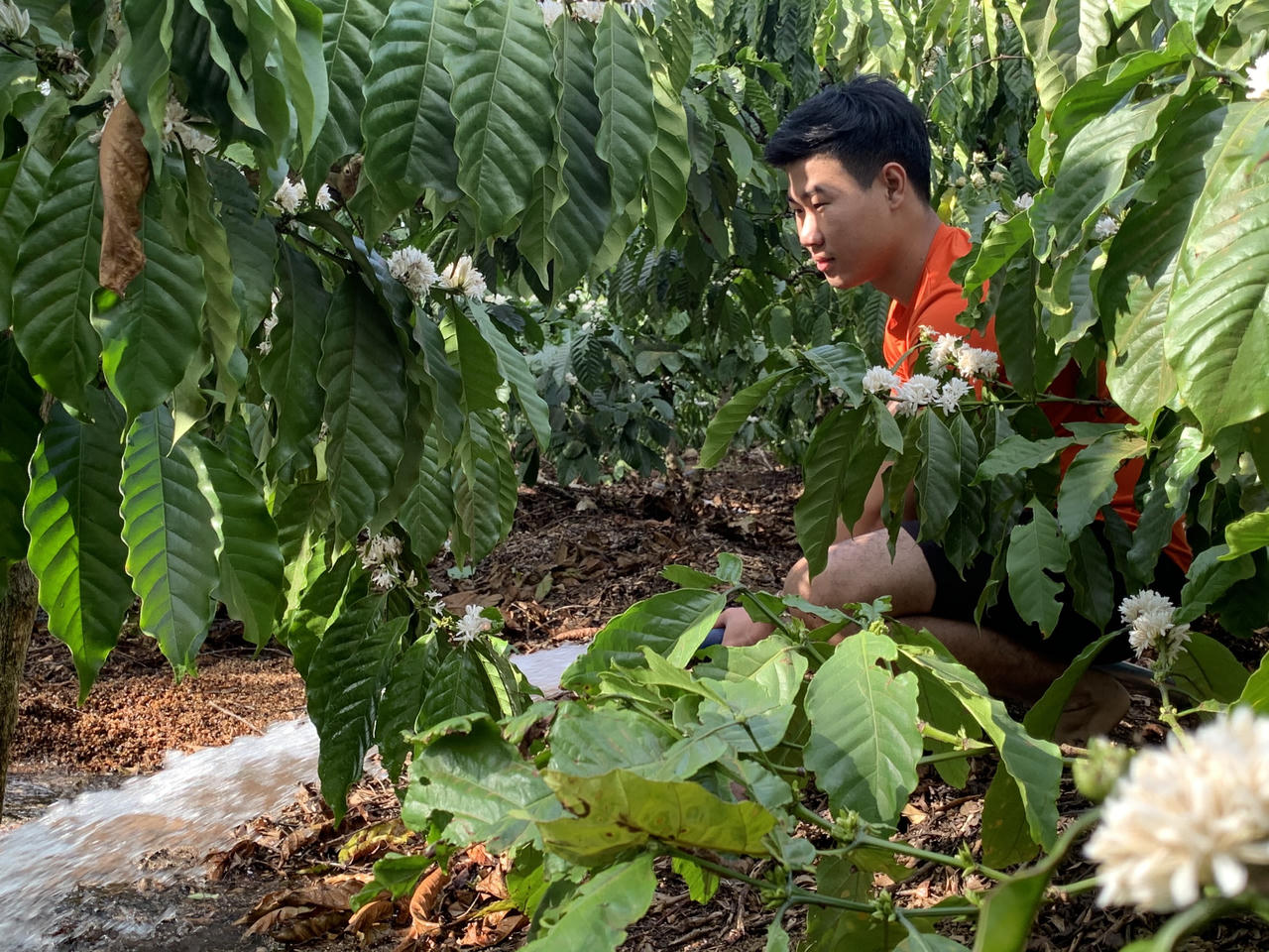 Rộn ràng mùa tưới cà phê ở Tây Nguyên