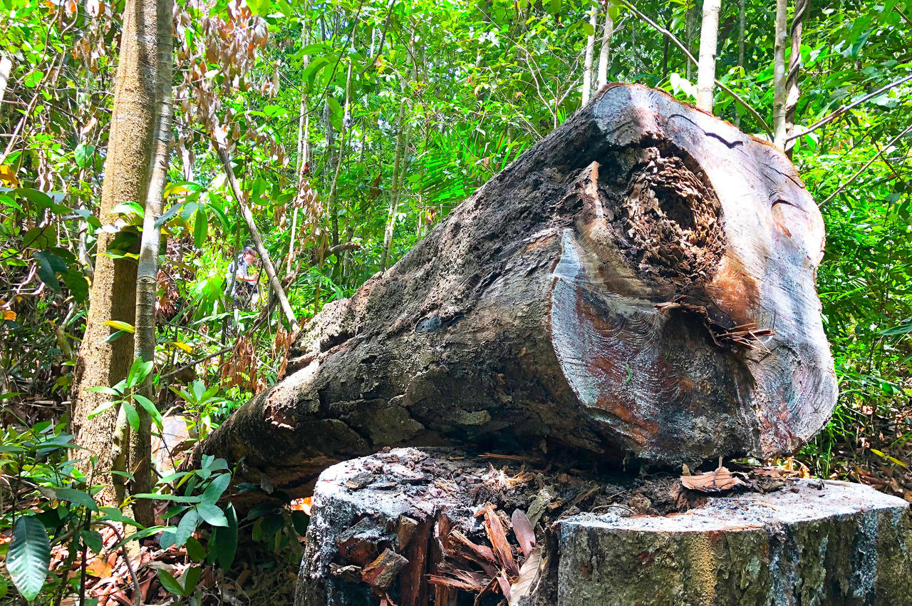 Kiểm điểm trách nhiệm trong vụ rừng phòng hộ Phổ Phong bị phá