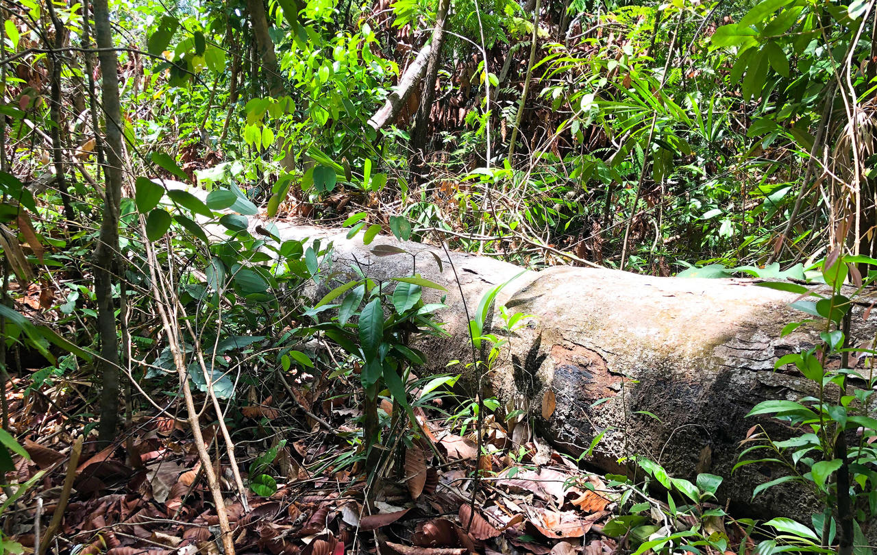 Chủ tịch Quảng Ngãi chỉ đạo kiểm tra, xử lý vụ phá rừng sau bài báo của Pháp luật Việt Nam