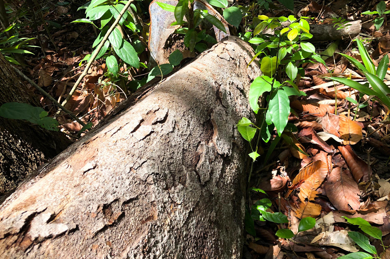 Ngang nhiên phá rừng phòng hộ cách Cụm kiểm lâm 2,5 km mà xã 'chưa thấy báo cáo'