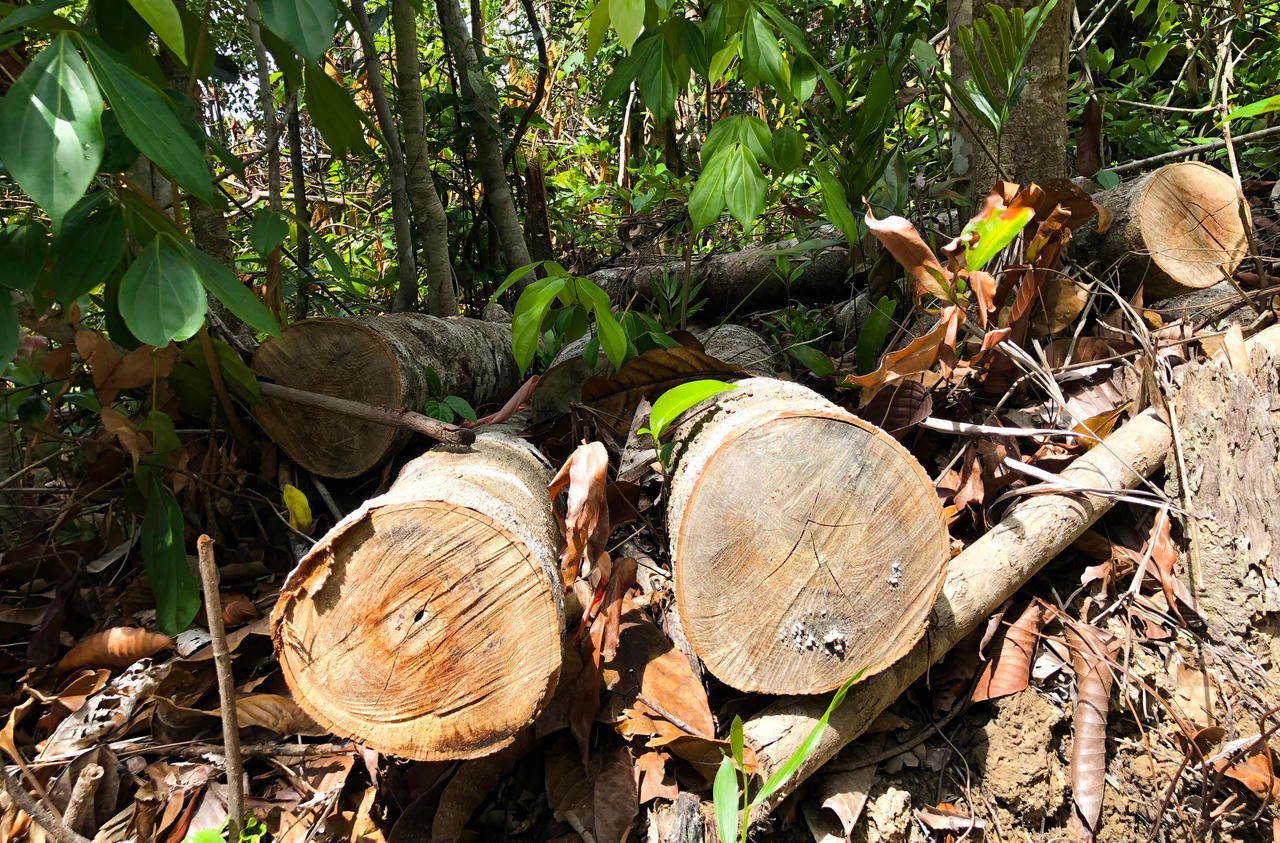 Ngang nhiên phá rừng phòng hộ cách Cụm kiểm lâm 2,5 km mà xã 'chưa thấy báo cáo'