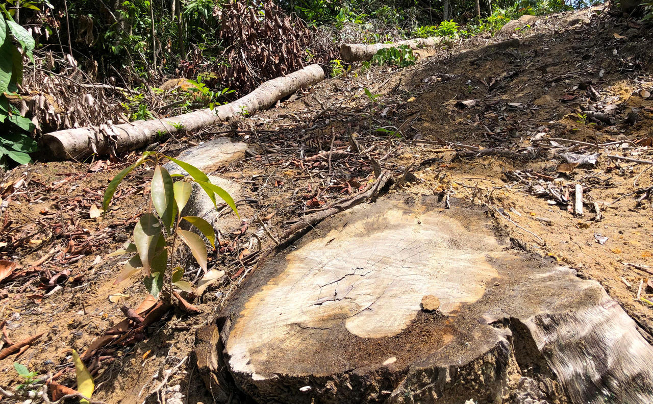 Ngang nhiên phá rừng phòng hộ cách Cụm kiểm lâm 2,5 km mà xã 'chưa thấy báo cáo'