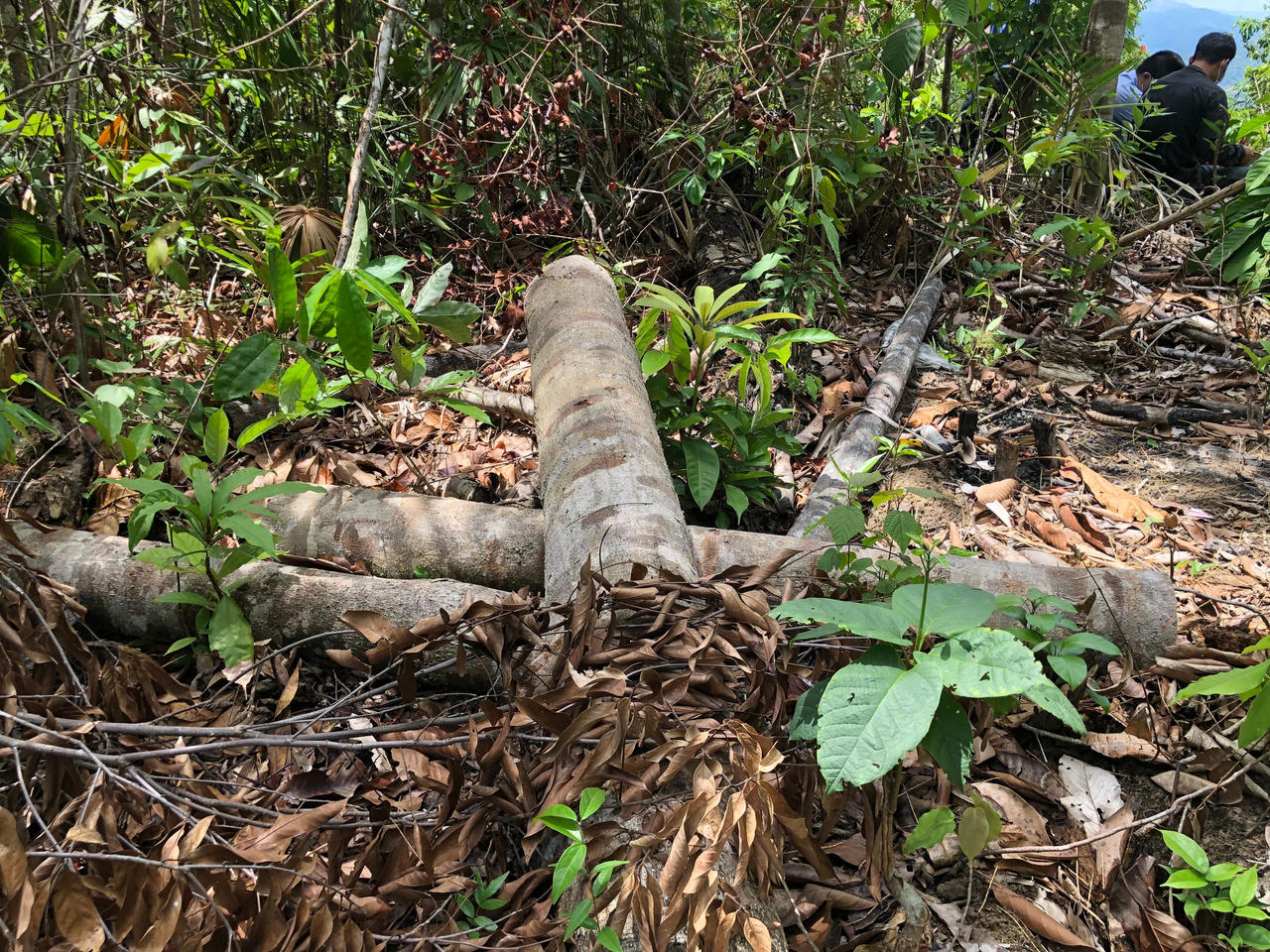 Ngang nhiên phá rừng phòng hộ cách Cụm kiểm lâm 2,5 km mà xã 'chưa thấy báo cáo'