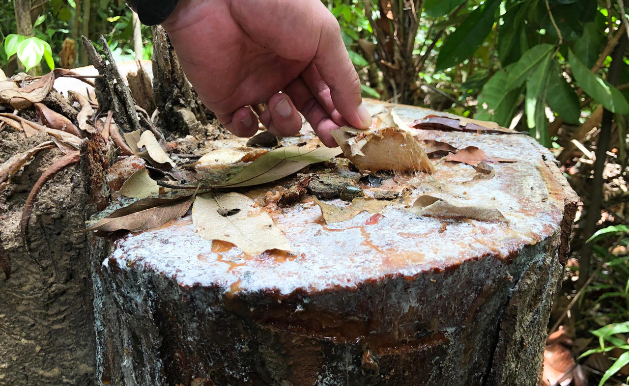 Ngang nhiên phá rừng phòng hộ cách Cụm kiểm lâm 2,5 km mà xã 'chưa thấy báo cáo'