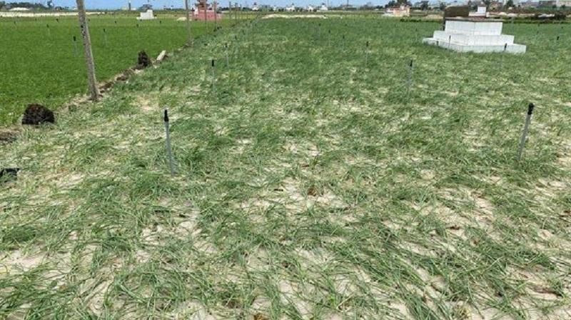 Quảng Ngãi ngập nhiều nhà, hỏng 1.500 ha lúa và hoa màu, di dời hàng trăm người do mưa bão