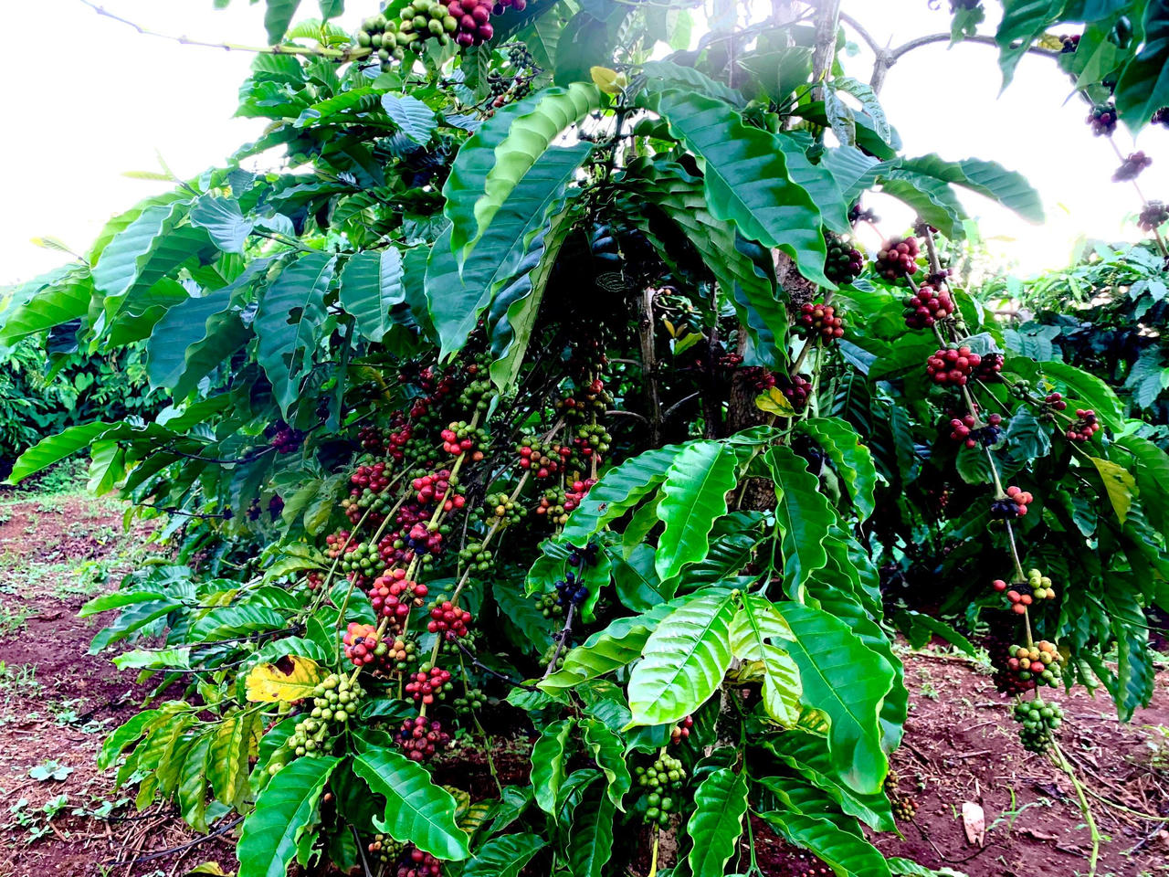 Nỗi lo về nhân công mùa thu hái cà phê của người dân Tây Nguyên