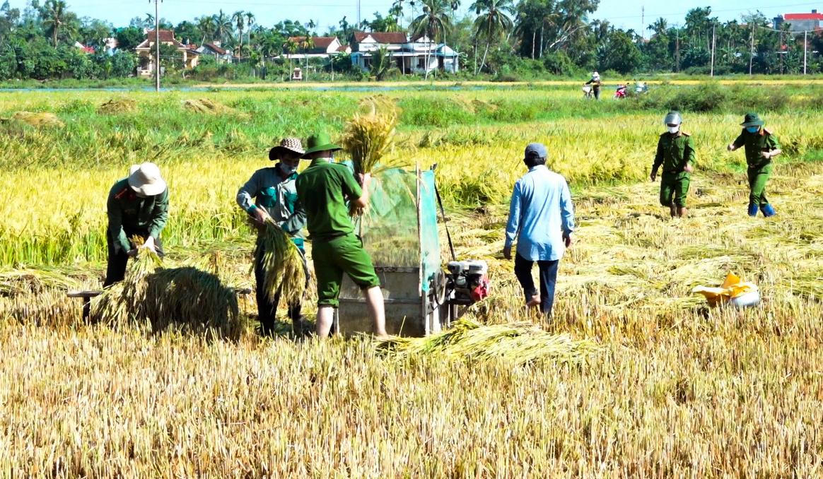 Hơn 50 cán bộ, chiến sĩ Công an Quảng Ngãi giúp người dân gặt lúa sau bão