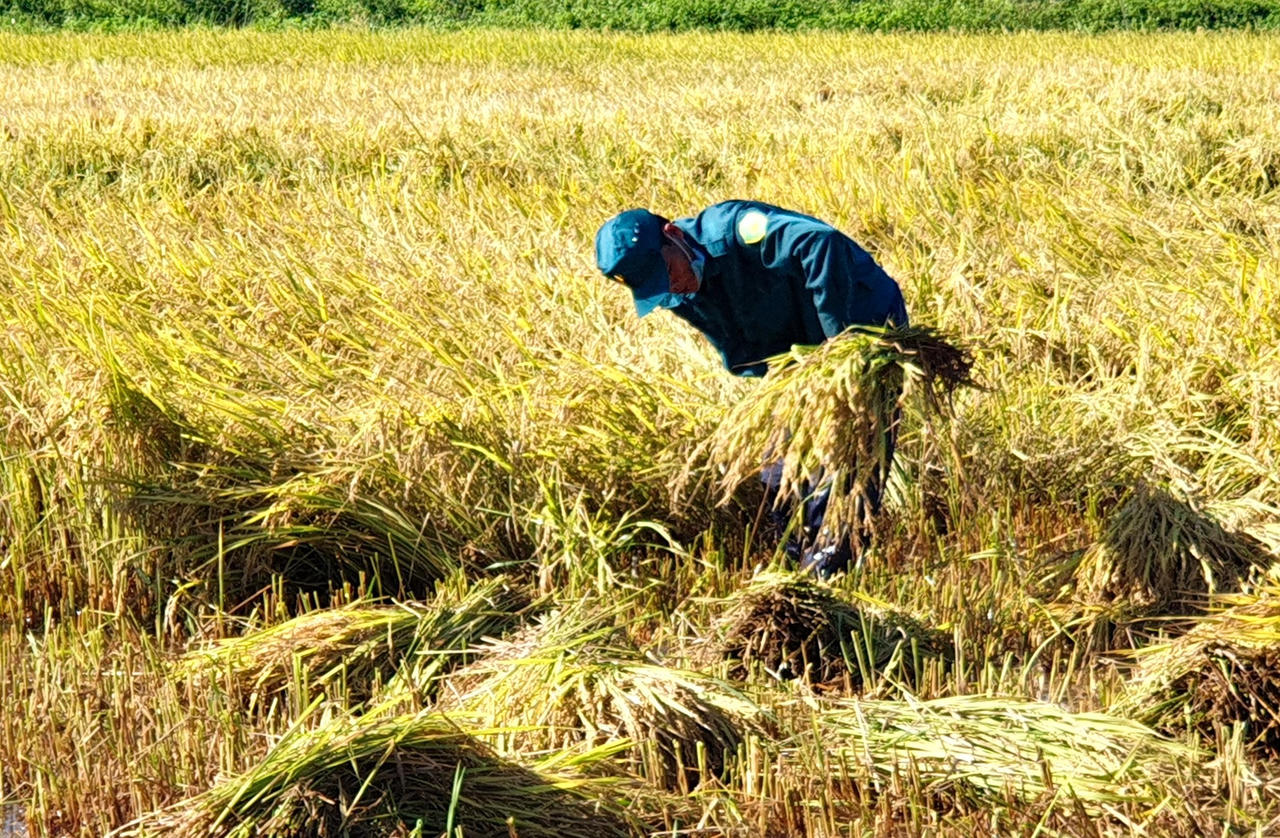 Hơn 50 cán bộ, chiến sĩ Công an Quảng Ngãi giúp người dân gặt lúa sau bão