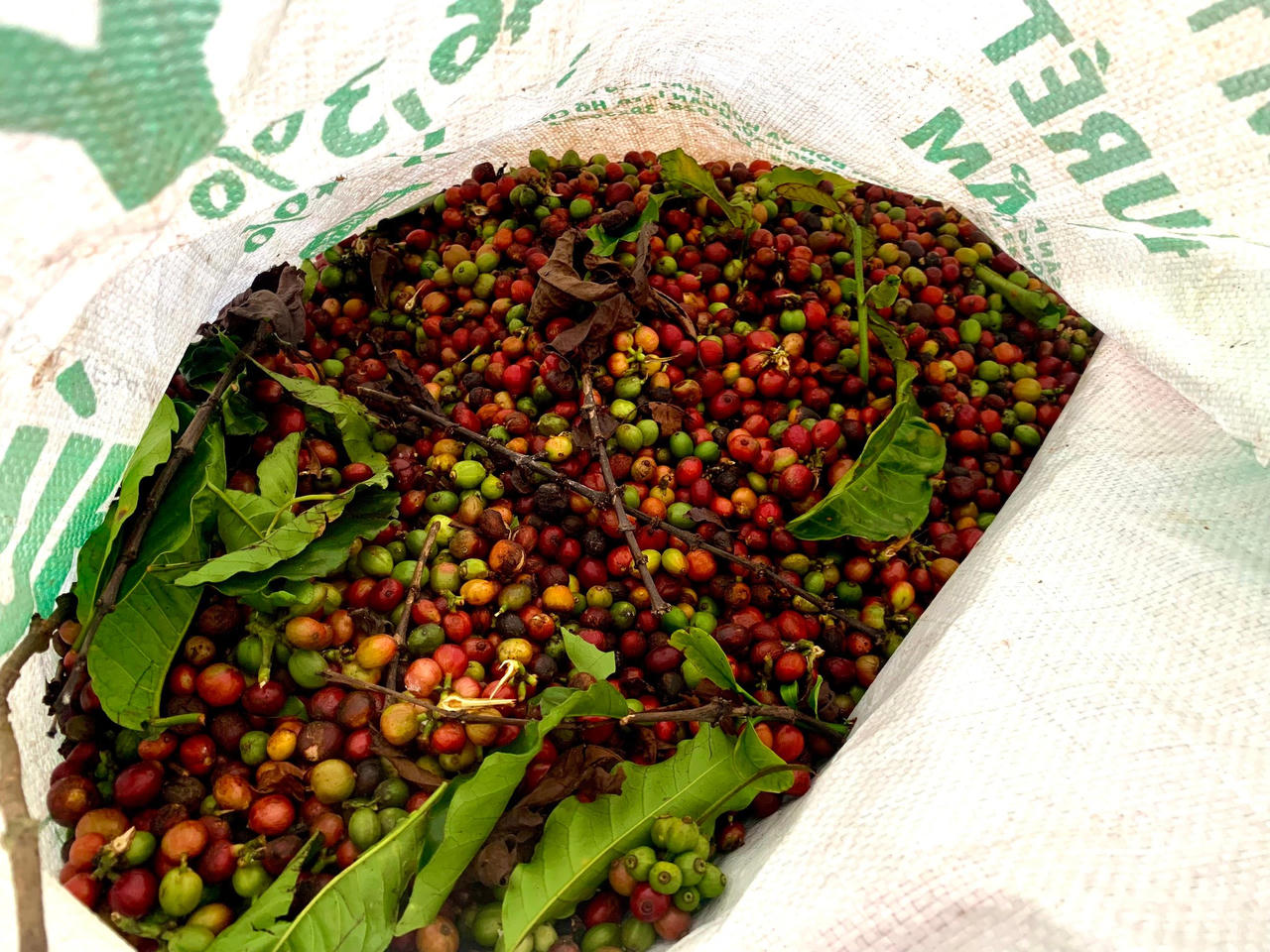 Nỗi lo về nhân công mùa thu hái cà phê của người dân Tây Nguyên