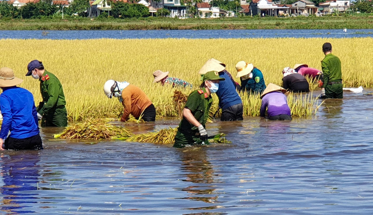 Hơn 50 cán bộ, chiến sĩ Công an Quảng Ngãi giúp người dân gặt lúa sau bão