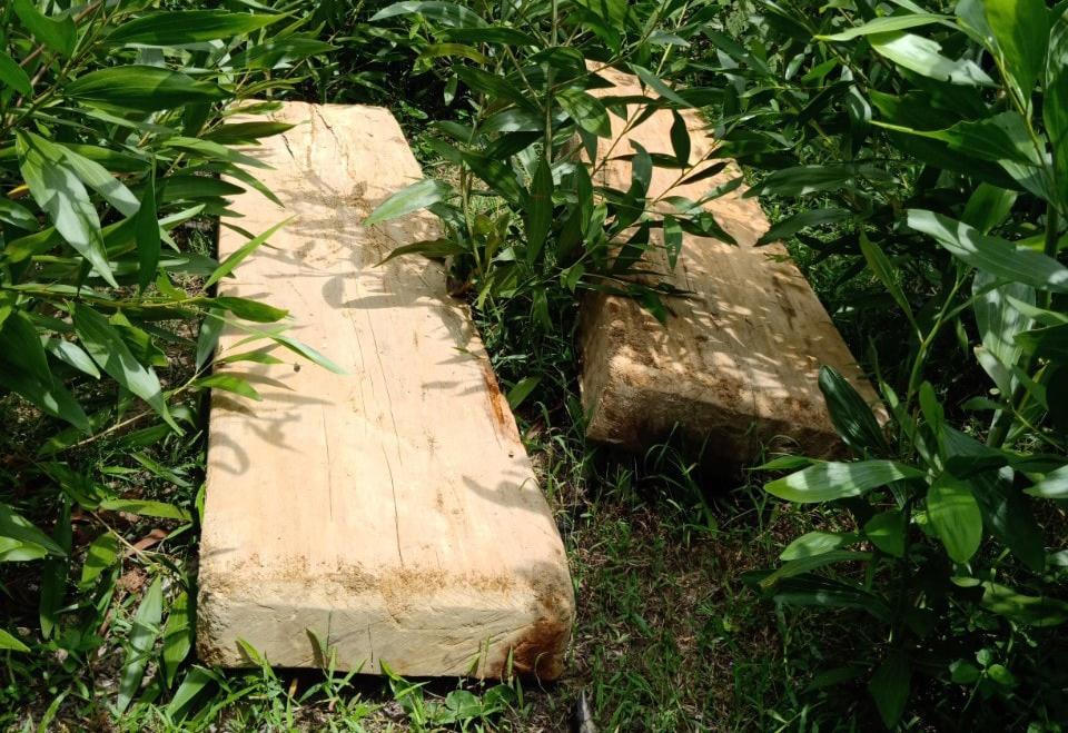 Tạm giữ 3,3 mét khối gỗ không rõ nguồn gốc tập kết tại rẫy keo 
