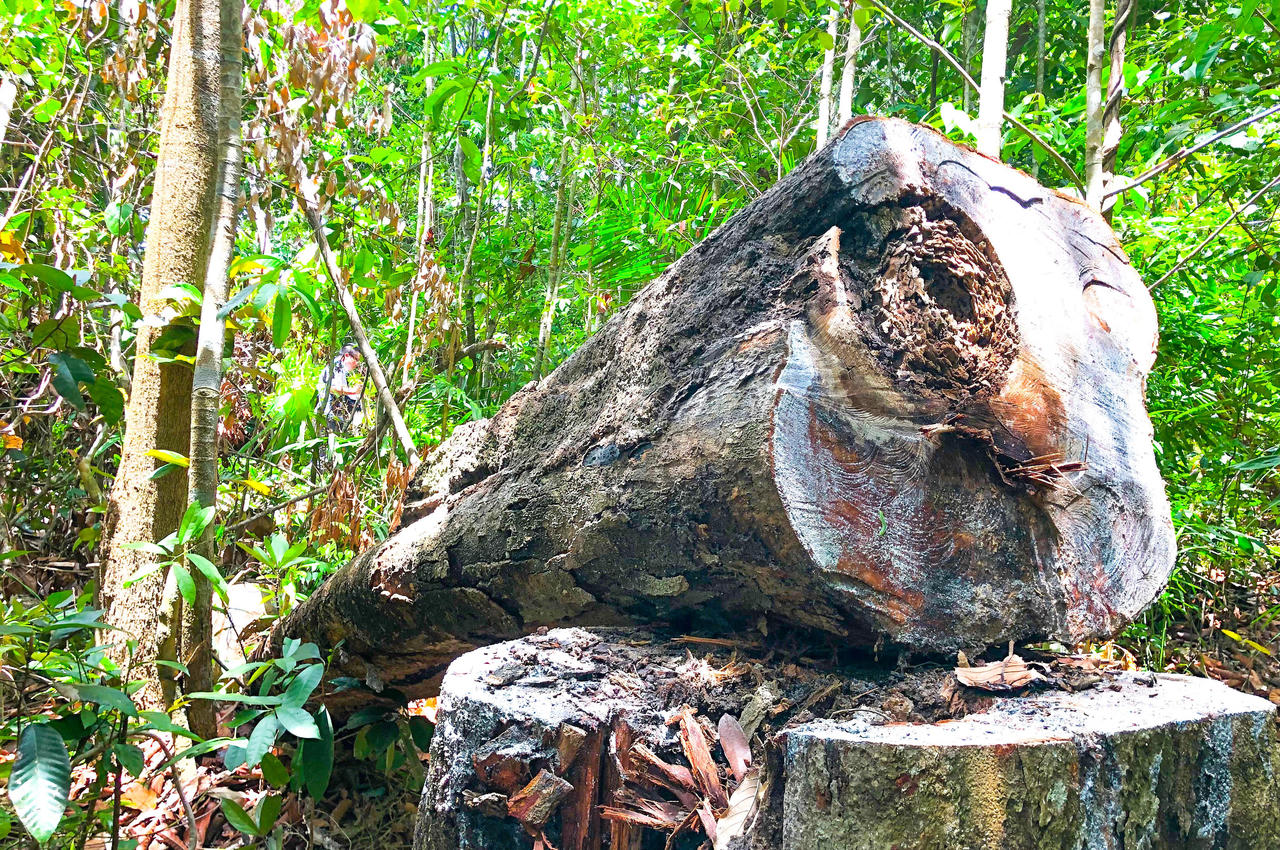 Lãnh đạo Hạt Kiểm lâm tự nhận khuyết điểm trong vụ rừng phòng hộ Phổ Phong bị phá