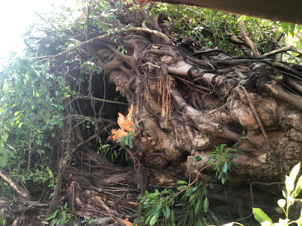 Cây đa hơn 200 tuổi bật gốc đè 1 người tử vong