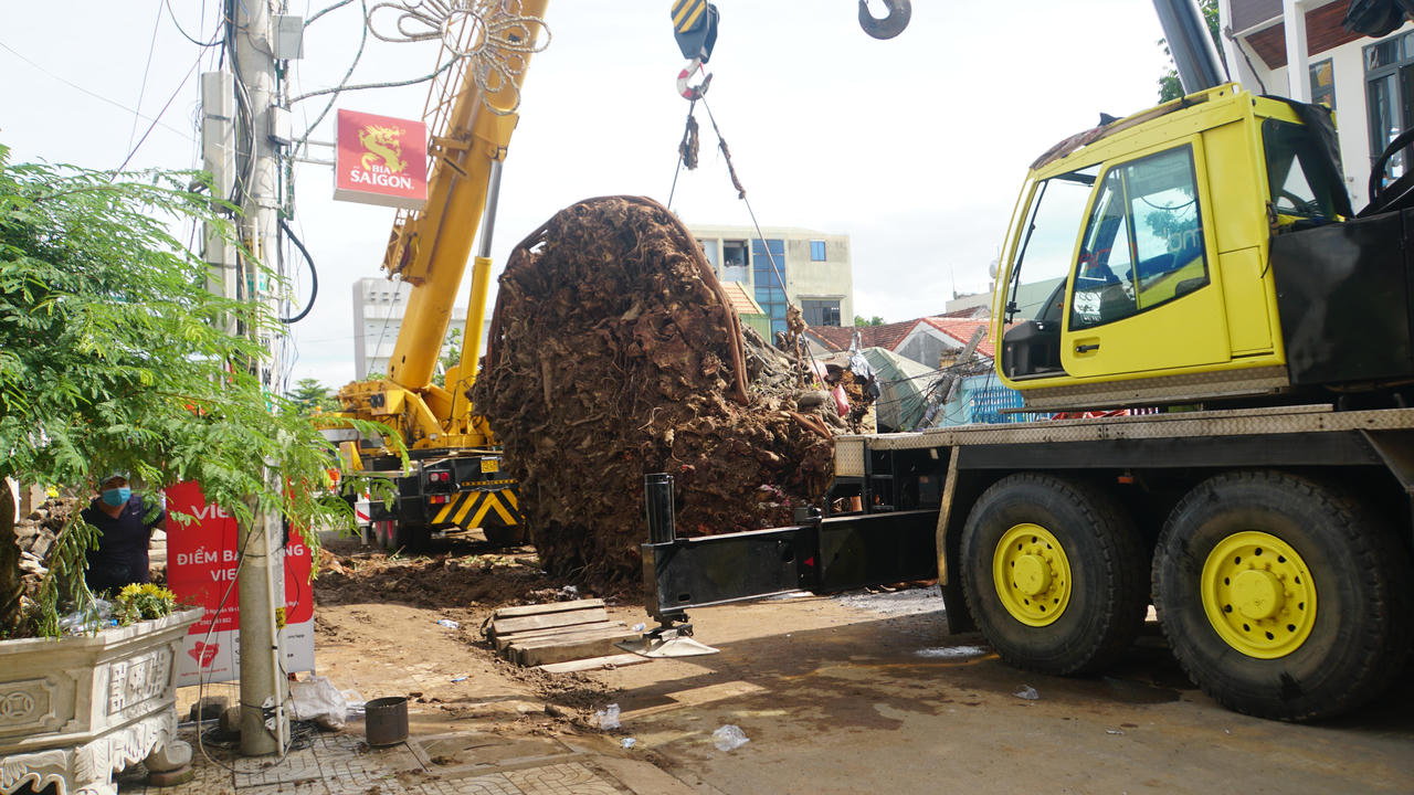 Di dời cây đa hơn 200 tuổi về trồng tại núi Thiên Bút
