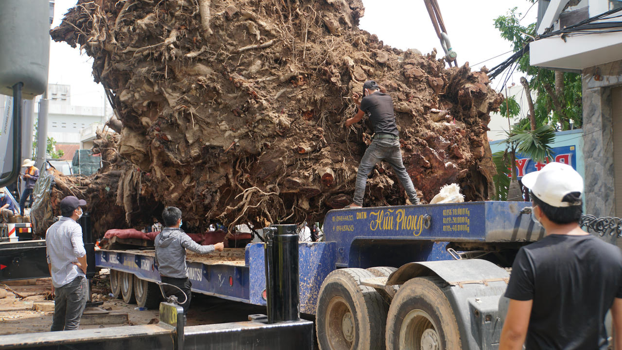 Di dời cây đa hơn 200 tuổi về trồng tại núi Thiên Bút
