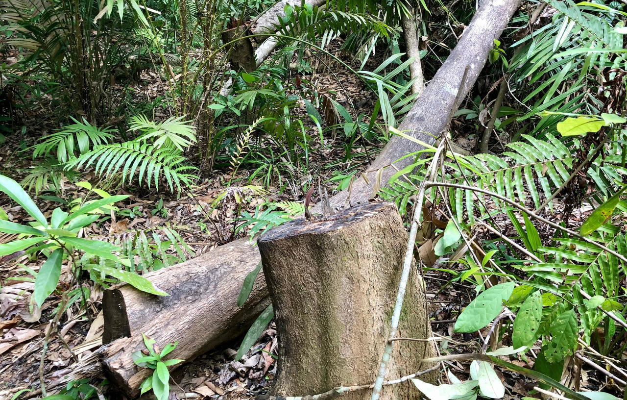 Rừng phòng hộ đầu nguồn Thác Trắng bị khai thác trái phép