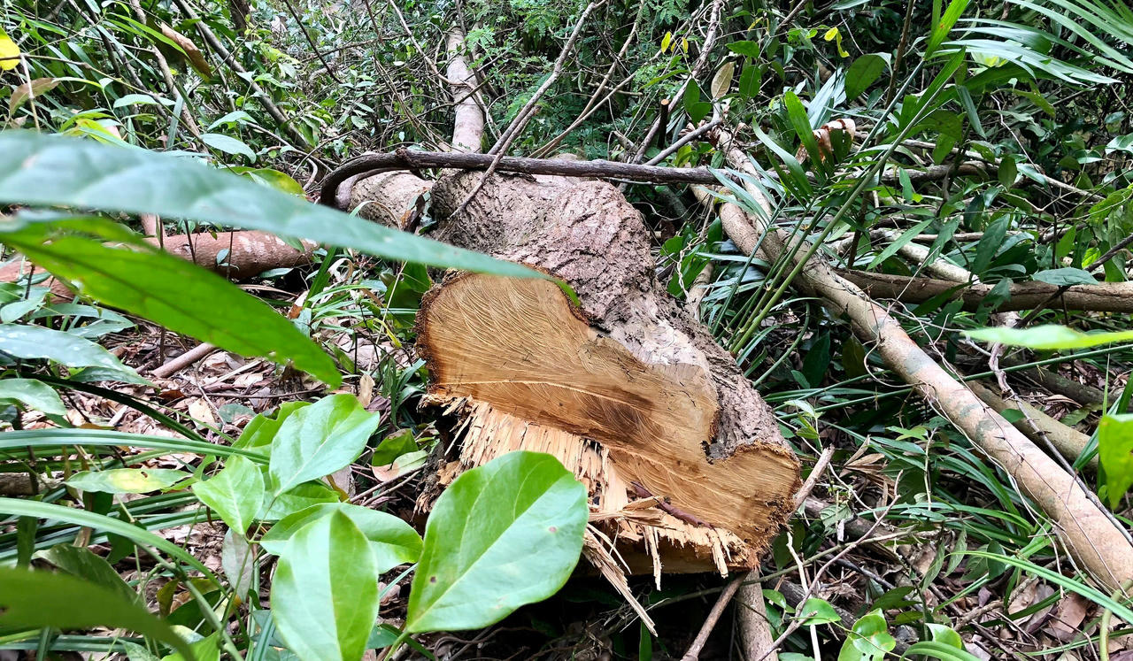 Rừng phòng hộ đầu nguồn Thác Trắng bị khai thác trái phép