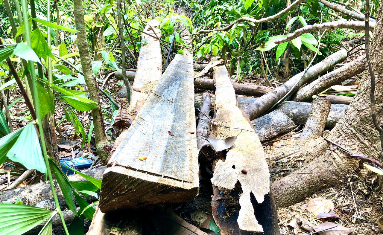 Rừng phòng hộ đầu nguồn Thác Trắng bị khai thác trái phép