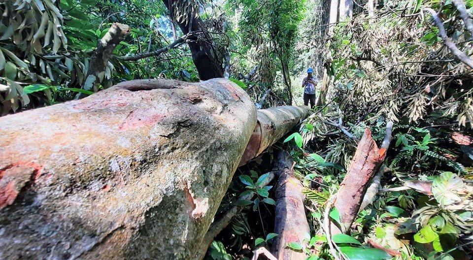 Hàng chục m3 gỗ trong Rừng phòng hộ bị đốn hạ, chính quyền mới "bắt tay" vào xử lý