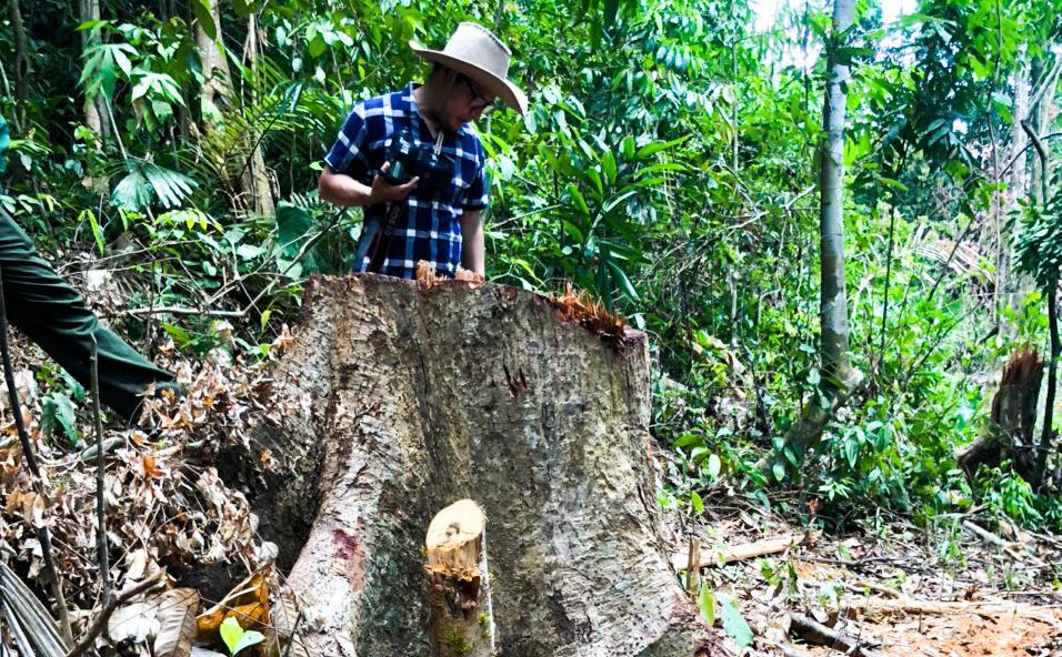Hàng chục m3 gỗ trong Rừng phòng hộ bị đốn hạ, chính quyền mới "bắt tay" vào xử lý
