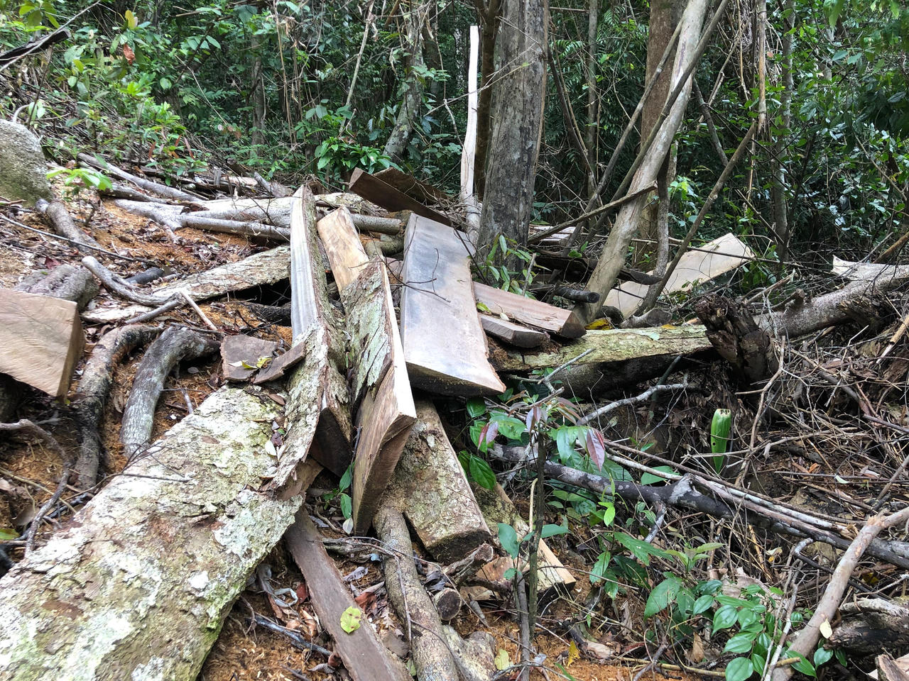 Rừng phòng hộ đầu nguồn Quảng Ngãi liên tục bị khai thác trái phép 