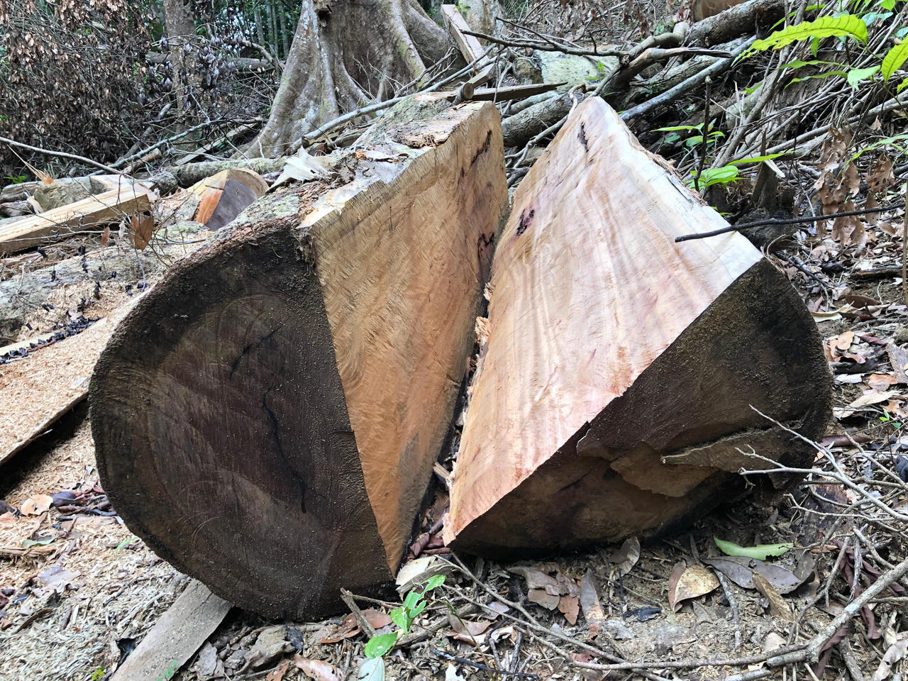 Chủ tịch UBND tỉnh Quảng Ngãi yêu cầu kiểm tra, xử lý vụ phá rừng phòng hộ xã Sơn Long