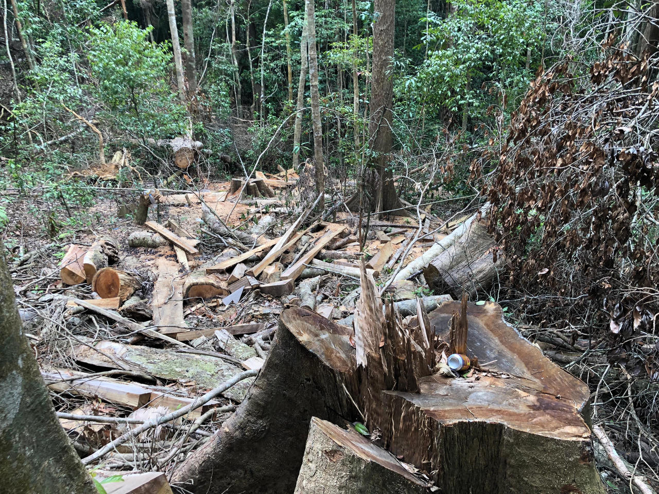 Rừng phòng hộ đầu nguồn Quảng Ngãi liên tục bị khai thác trái phép 