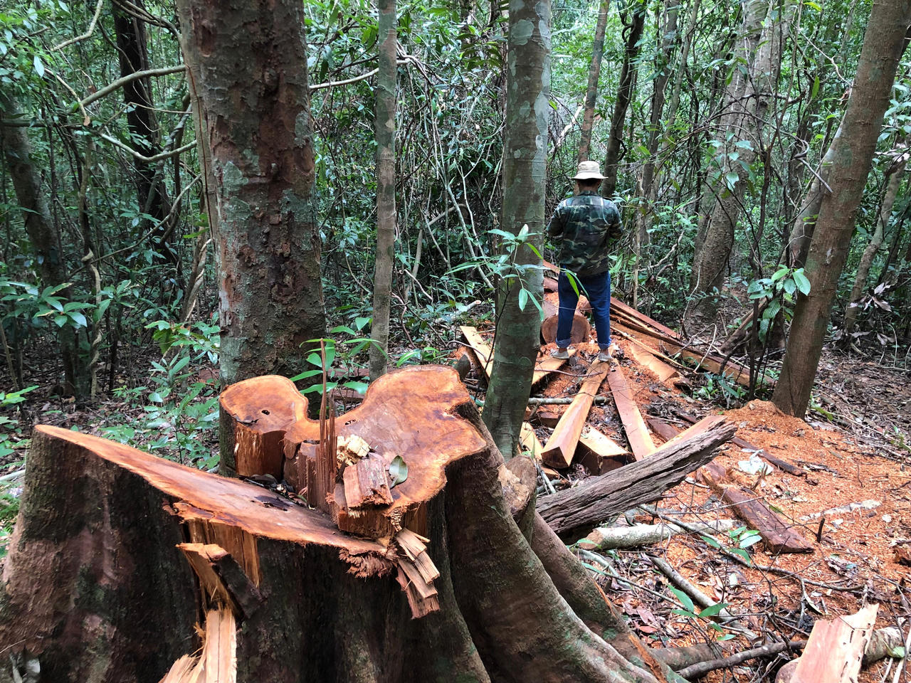Chủ tịch UBND tỉnh Quảng Ngãi yêu cầu kiểm tra, xử lý vụ phá rừng phòng hộ xã Sơn Long