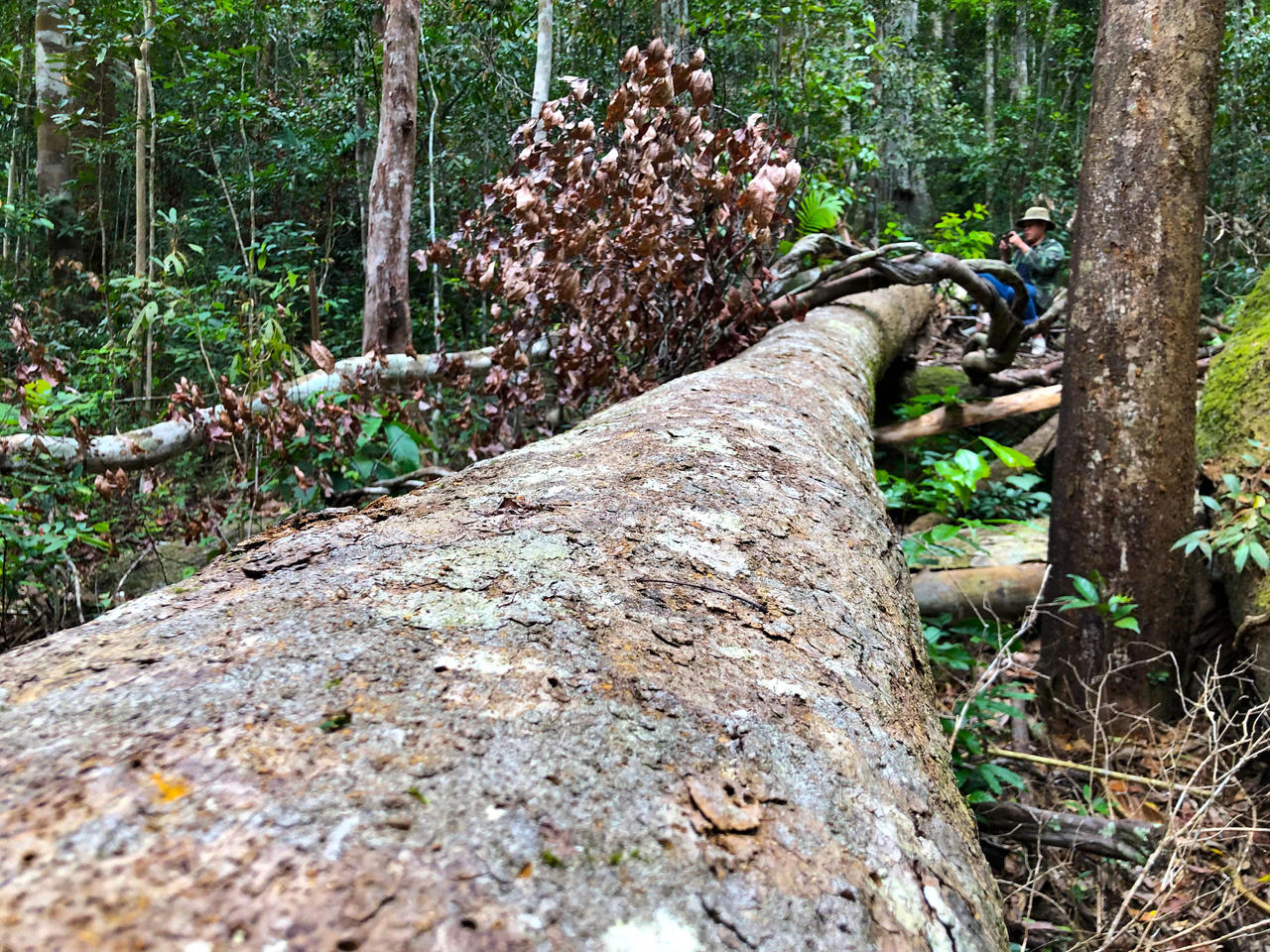Rừng phòng hộ đầu nguồn Quảng Ngãi liên tục bị khai thác trái phép 