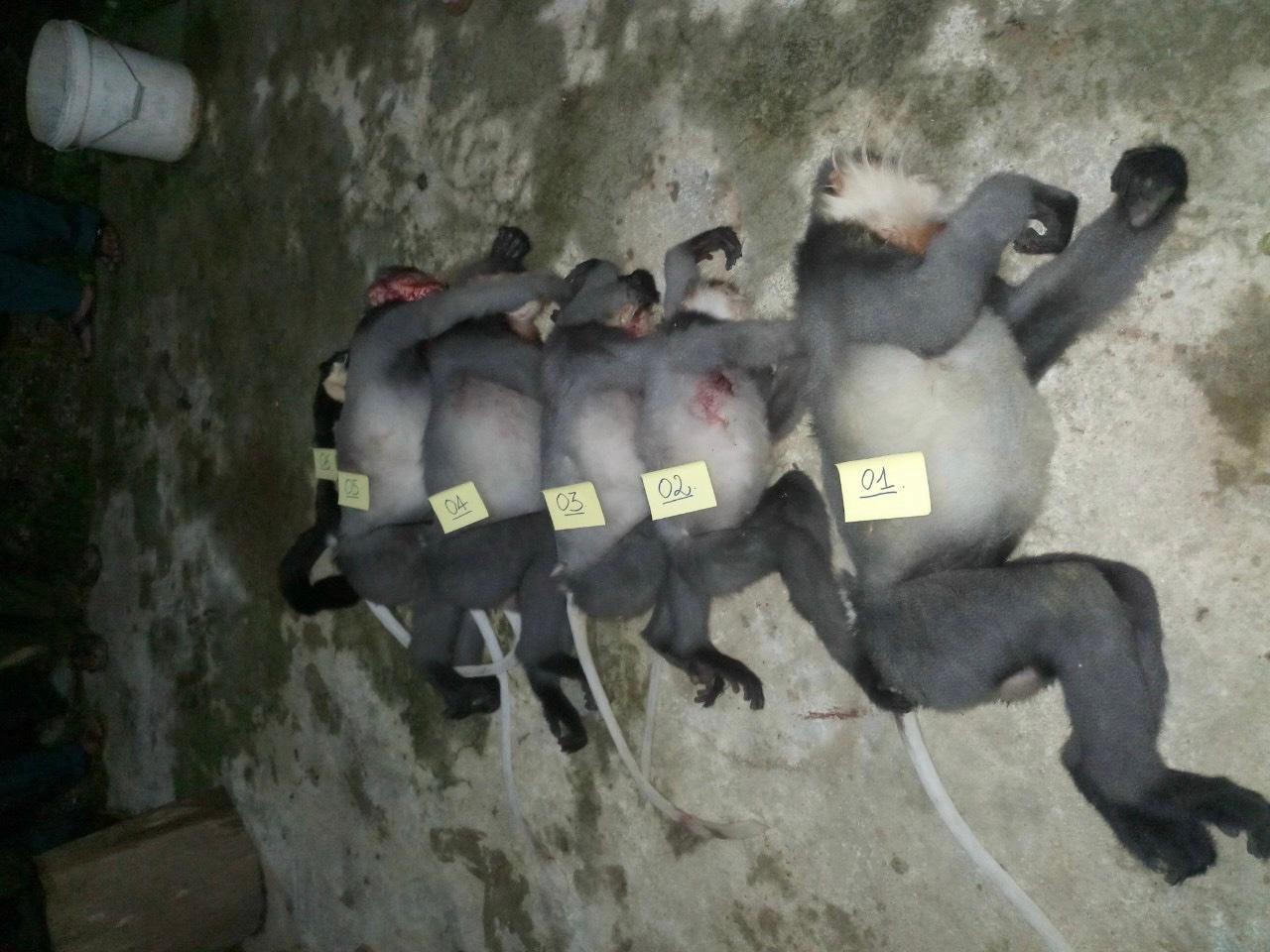 Quảng Ngãi: khởi tố hai đối tượng bắn chết 5 cá thể vọoc chà vá chân xám quý hiếm