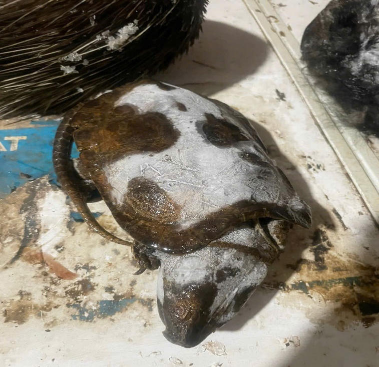 Lai Châu: Bắt tạm giam 1 bị can trong đường dây mua bán trái phép động vật nguy cấp quý hiếm