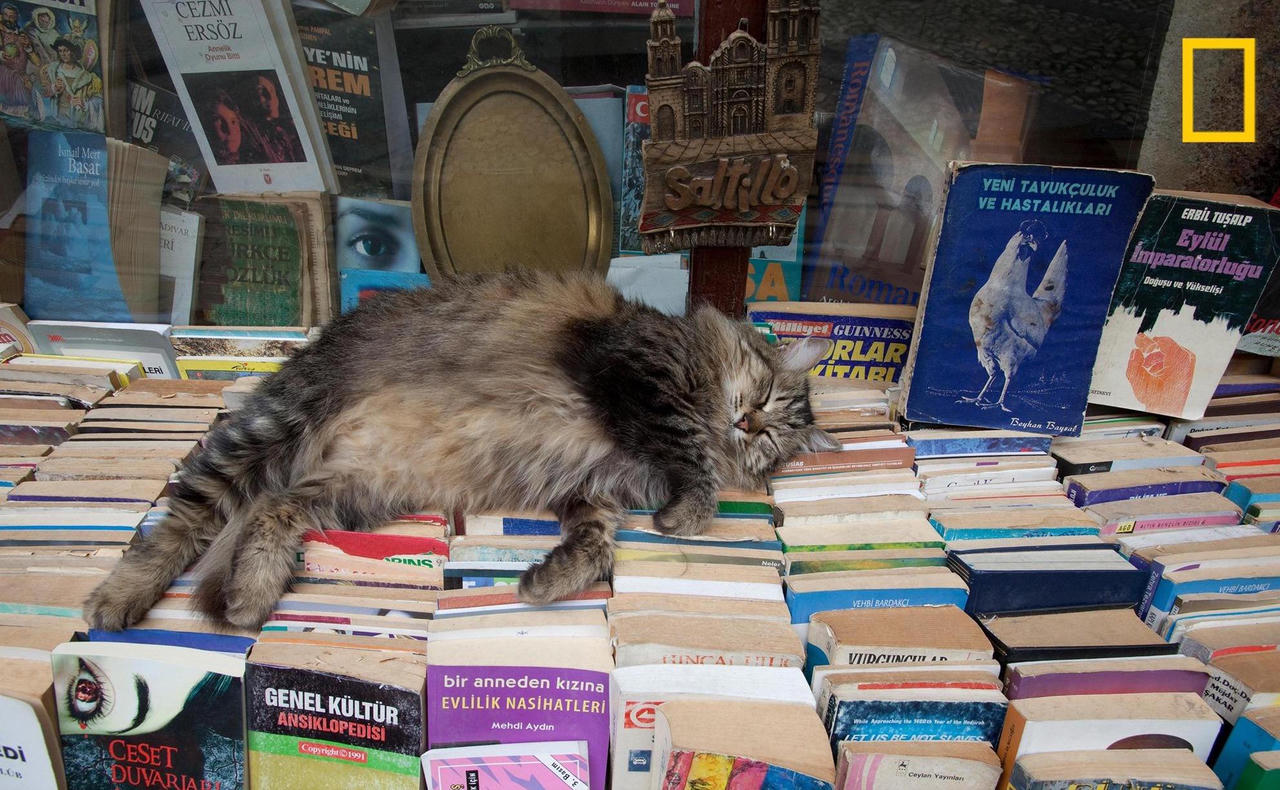 Quan niệm của các quốc gia trên thế giới về mèo