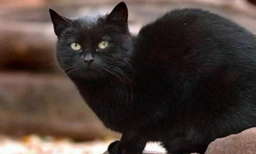 5 chú mèo nổi tiếng thế giới