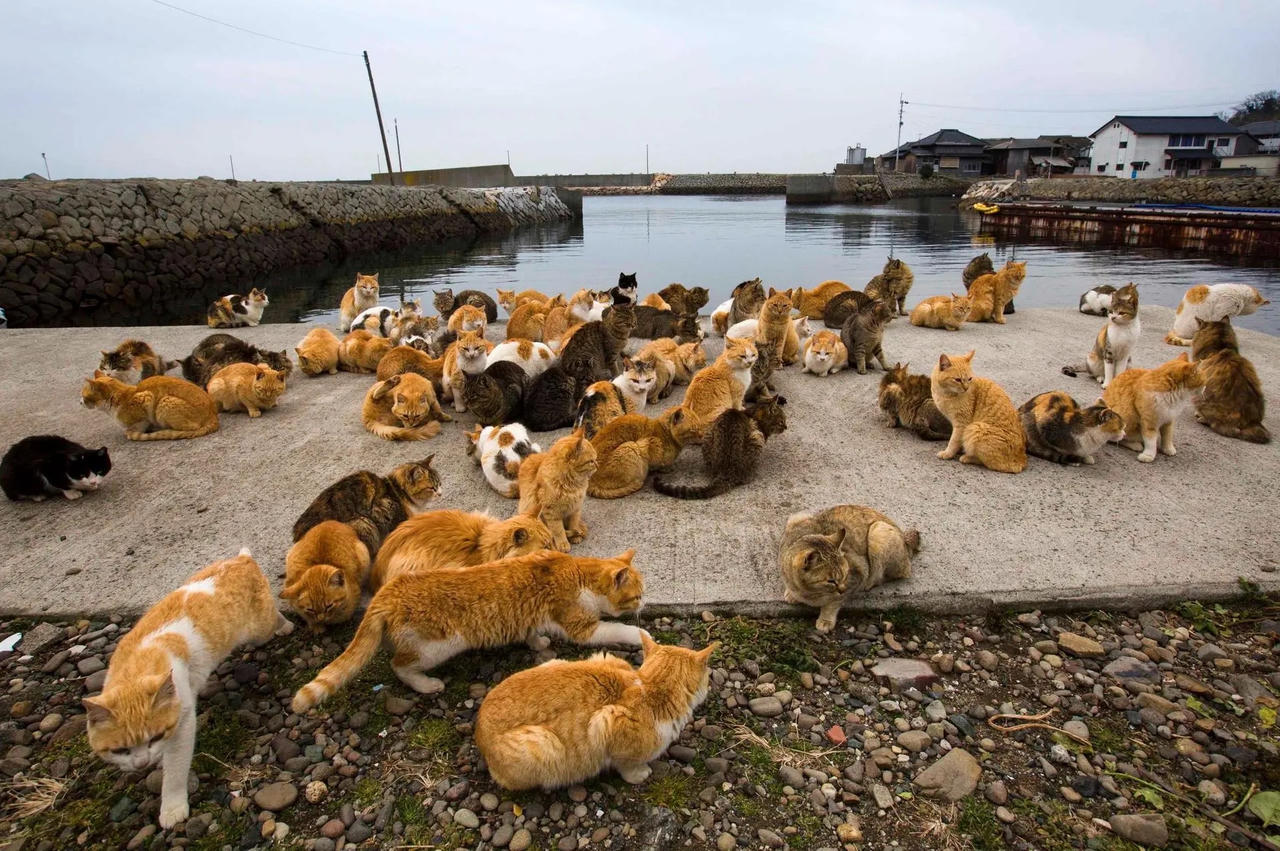 Những hòn đảo chỉ có loài vật sinh sống 