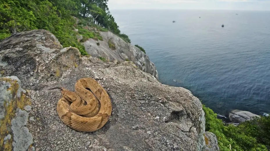 Những hòn đảo chỉ có loài vật sinh sống 