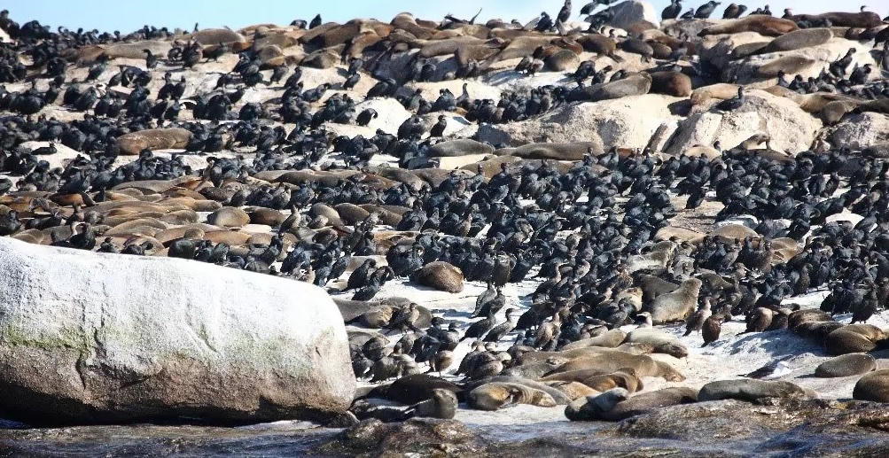 Những hòn đảo chỉ có loài vật sinh sống 