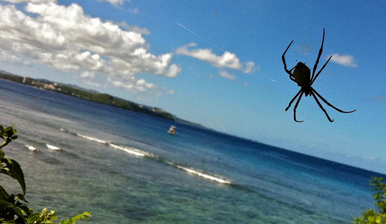 Những hòn đảo chỉ có loài vật sinh sống 