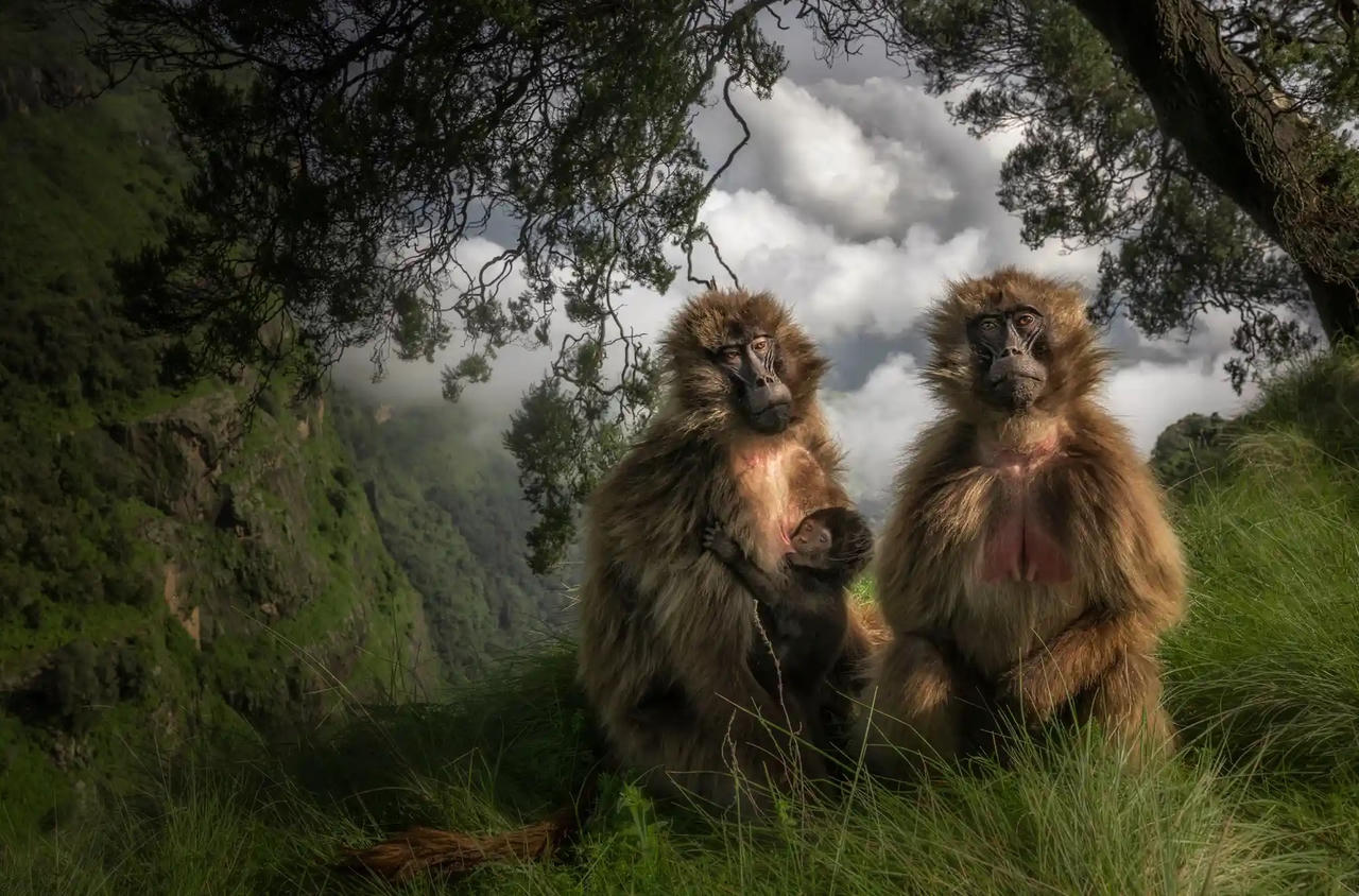 Chiêm ngưỡng những bức ảnh động vật hoang dã đẹp nhất năm 2023