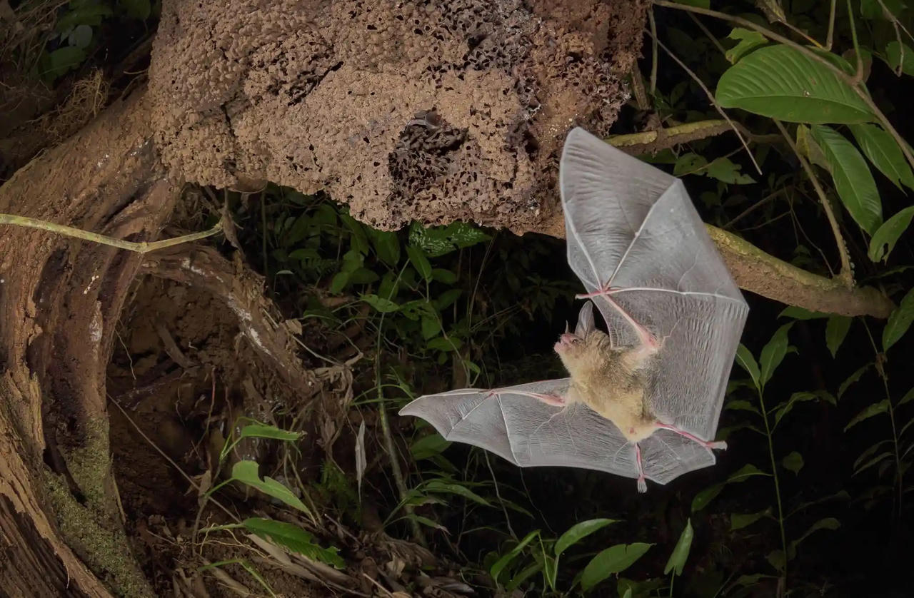 Chiêm ngưỡng những bức ảnh động vật hoang dã đẹp nhất năm 2023