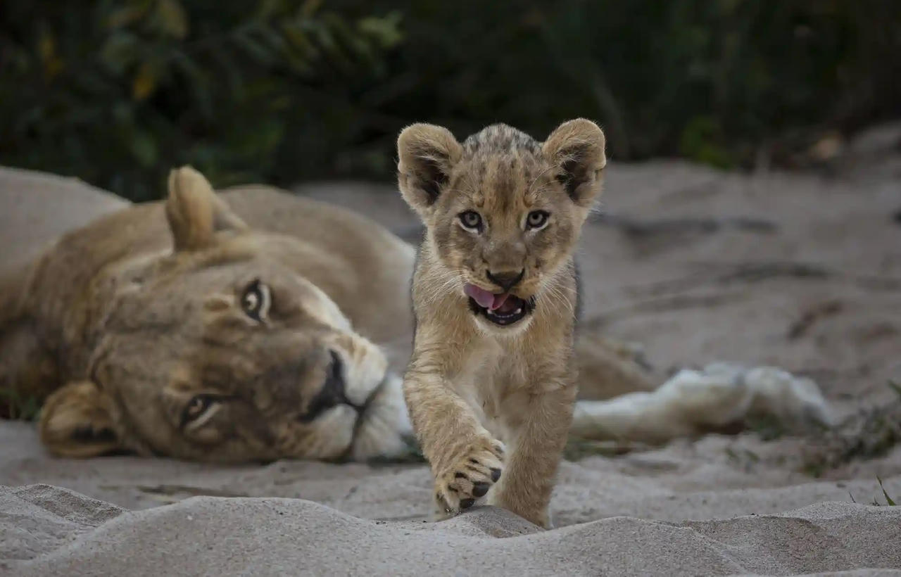 Chiêm ngưỡng những bức ảnh động vật hoang dã đẹp nhất năm 2023