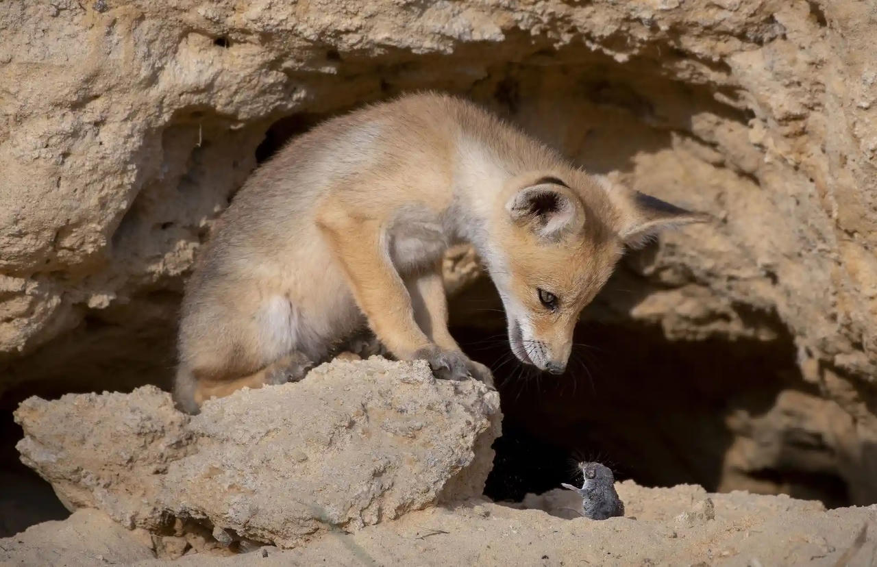 Chiêm ngưỡng những bức ảnh động vật hoang dã đẹp nhất năm 2023